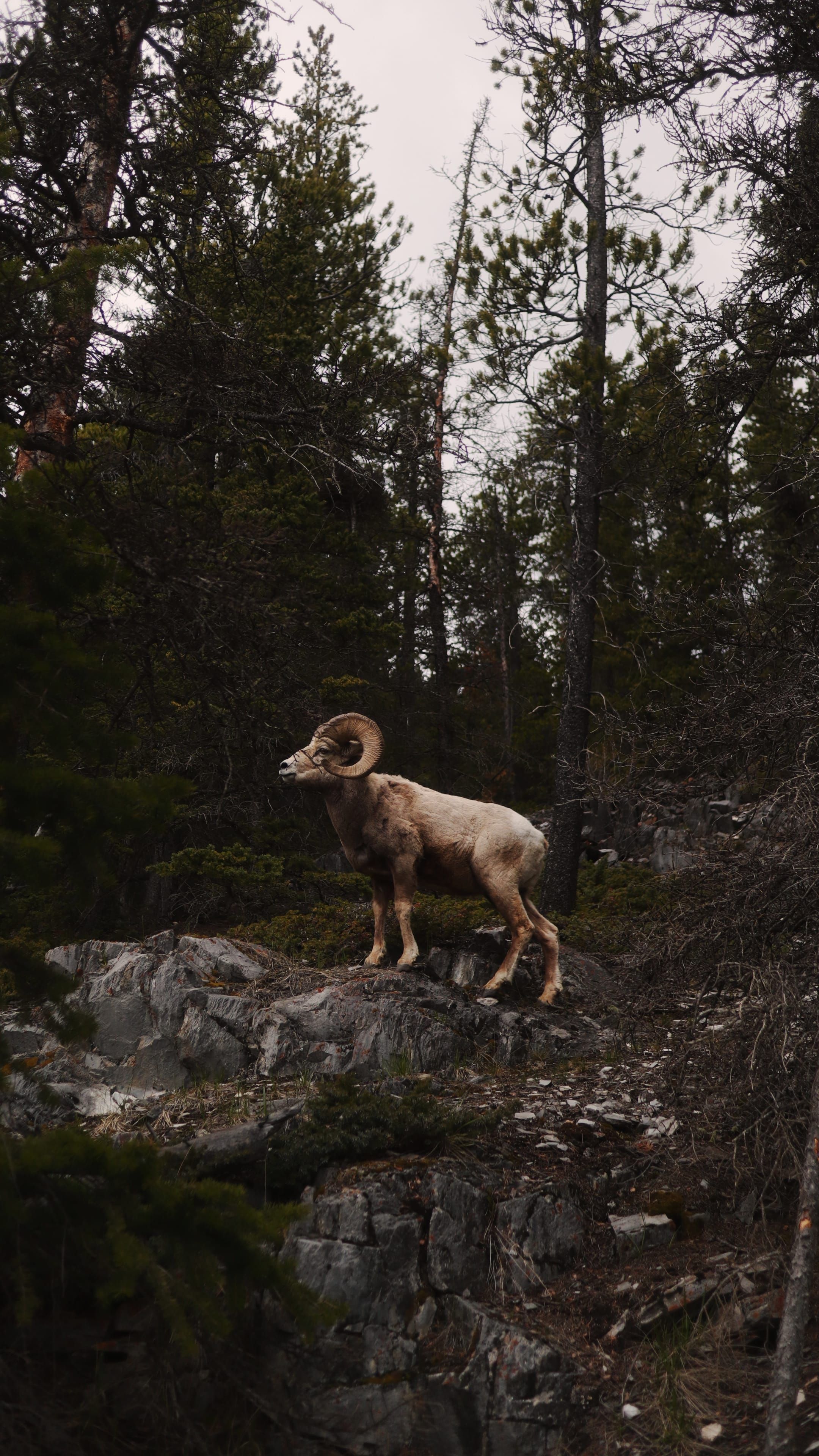 Alberta mountain scenery