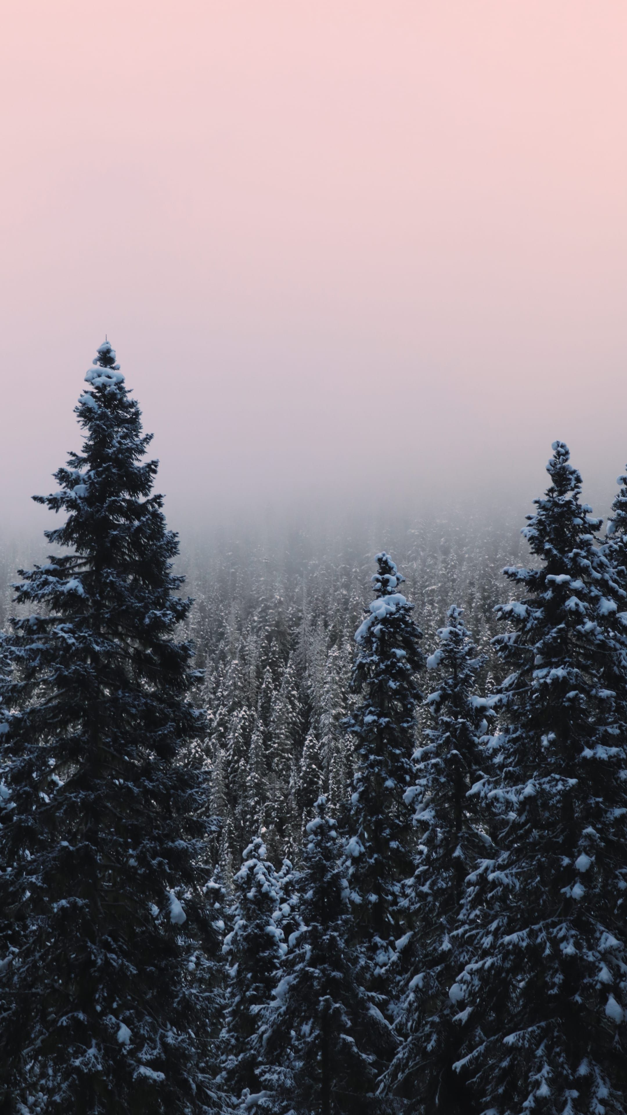 Snow-covered trees in BC